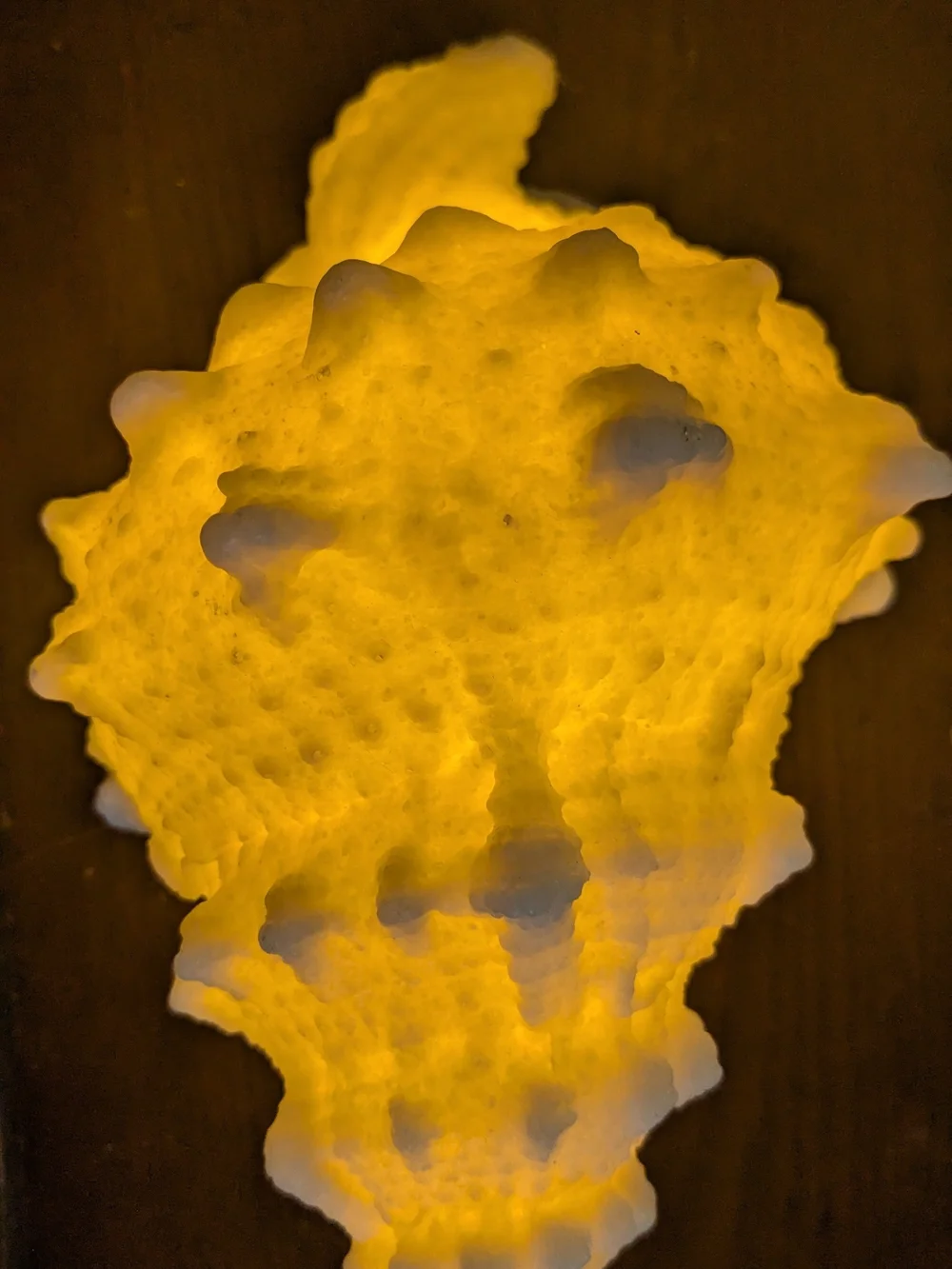 Conch shell Table Top Decor Night Light - Warm Yellow Glow